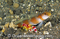 Flag-tail Shrimp Goby Amblyeleotris yanoi Photo - Gary Bell