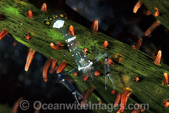 Anemone Shrimp photo Anemone Shrimp photo