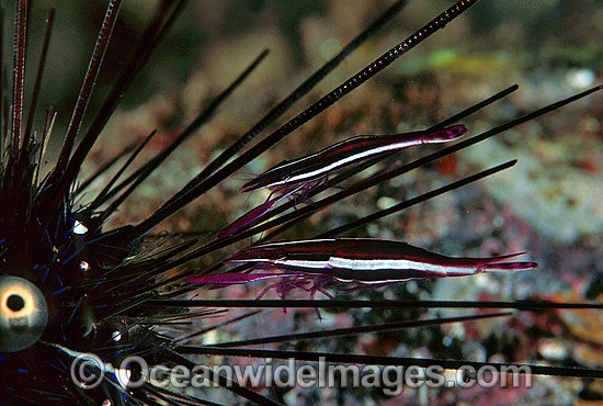 Commensal Urchin Shrimp (Stegopontonia commensalis) - on Sea Urchin (Diadema sp.) spine. Bali, Indonesia Photo - Gary Bell