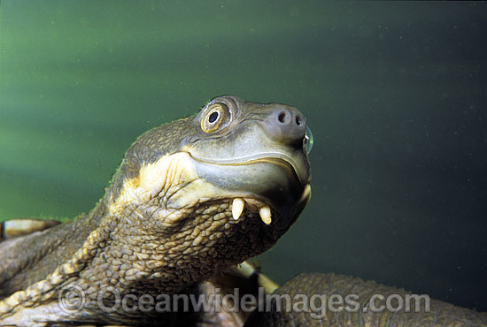Bellinger Freshwater Turtle photo