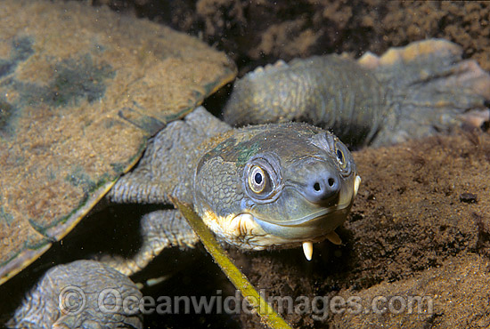 Bellinger River Freshwater Turtle (Elseya georgesi). Also known as George's Turtle. Bellinger River, New South Wales, Australia Photo - Gary Bell