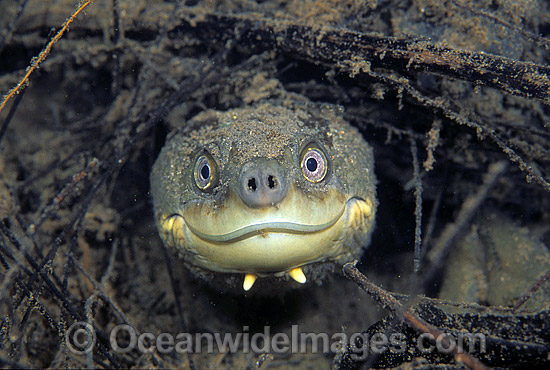 Bellinger River Freshwater Turtle photo