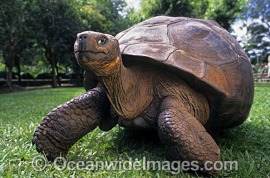 Giant Galapagos Land Tortoise (Geochelone nigra porteri). Harriet, born around 1830. Experts think Charles Darwin, famous for his theory of evolution, took the animal from the Galapagos Islands in south America around 1835. Beerwah, Queensland, Australia Photo - Gary Bell Giant Galapagos Land Tortoise (Geochelone nigra porteri). Harriet, born around 1830. Experts think Charles Darwin, famous for his theory of evolution, took the animal from the Galapagos Islands in south America around 1835. Beerwah, Queensland, Australia Photo - Gary Bell