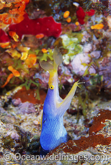 Blue Ribbon Eel Rhinomuraena quaesita photo Blue Ribbon Eel Rhinomuraena quaesita photo