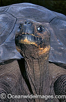 Harriet Giant Galapagos Land Tortoise Photo - Gary Bell