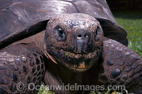 Giant Galapagos Land Tortoise (Geochelone nigra porteri). Harriet, born around 1830. Experts think Charles Darwin, famous for his theory of evolution, took the animal from the Galapagos Islands in south America around 1835. Beerwah, Queensland, Australia Photo - Gary Bell Giant Galapagos Land Tortoise (Geochelone nigra porteri). Harriet, born around 1830. Experts think Charles Darwin, famous for his theory of evolution, took the animal from the Galapagos Islands in south America around 1835. Beerwah, Queensland, Australia Photo - Gary Bell