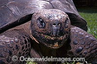 Harriet Giant Galapagos Land Tortoise Photo - Gary Bell