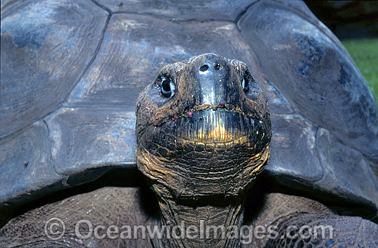 Giant Galapagos Land Tortoise (Geochelone nigra porteri). Harriet, born around 1830. Experts think Charles Darwin, famous for his theory of evolution, took the animal from the Galapagos Islands in south America around 1835. Beerwah, Queensland, Australia Photo - Gary Bell