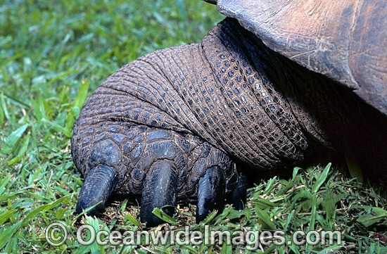 Giant Galapagos Land Tortoise (Geochelone nigra porteri) - foot and claw detail. Harriet, born around 1830. Experts think Charles Darwin, took the animal from the Galapagos Islands in south America around 1835. Beerwah, Queensland, Australia Photo - Gary Bell
