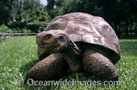Giant Galapagos Land Tortoise (Geochelone nigra porteri). Harriet, born around 1830. Experts think Charles Darwin, famous for his theory of evolution, took the animal from the Galapagos Islands in south America around 1835. Beerwah, Queensland, Australia Photo - Gary Bell