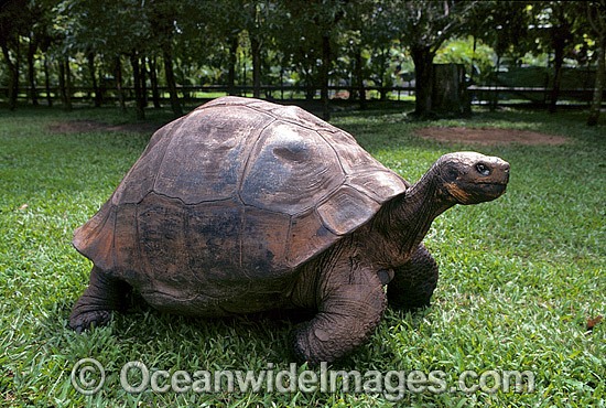 Giant Galapagos Land Tortoise photo