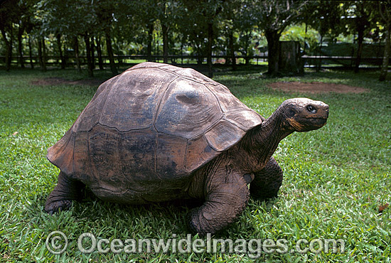 Giant Galapagos Land Tortoise photo Giant Galapagos Land Tortoise photo