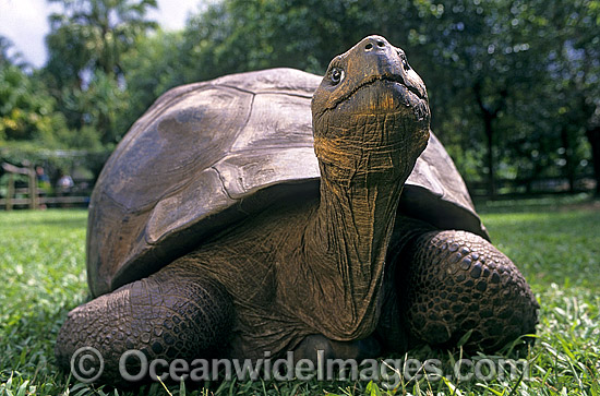 Giant Galapagos Land Tortoise photo