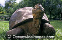 Giant Galapagos Land Tortoise Photo - Gary Bell