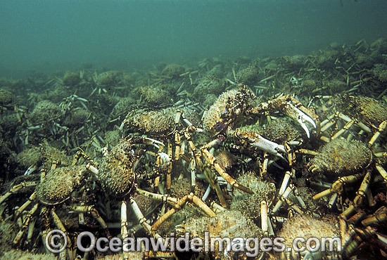 Spider Crabs aggregation photo