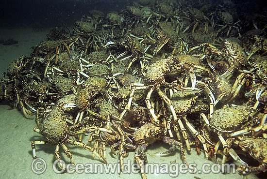 Spider Crabs Leptomithrax gaimardii photo