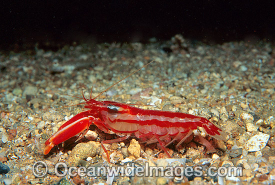 Candy Pistol Shrimp