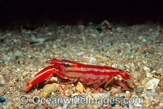 Candy-stripe Pistol Shrimp with eggs photo