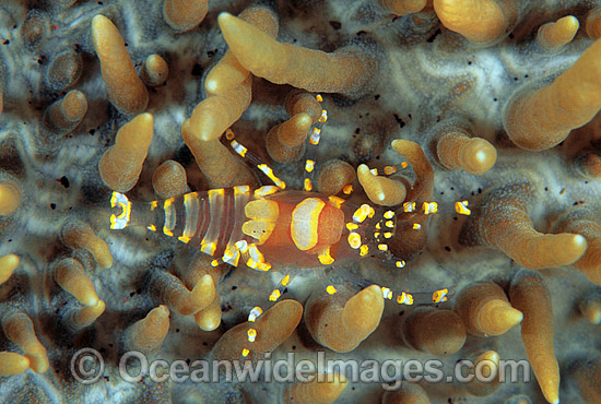 Commensal Shrimp (Pliopontonia furtiva) on Corallimorph (Amplexidiscus fenestrafer). Bali, Indonesia Photo - Gary Bell Commensal Shrimp (Pliopontonia furtiva) on Corallimorph (Amplexidiscus fenestrafer). Bali, Indonesia Photo - Gary Bell