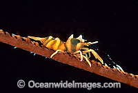 Whip Shrimp on Whip Coral Photo - Gary Bell