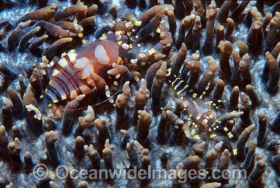 Commensal Shrimp (Pliopontonia furtiva) - male and female, on Corallimorph (Amplexidiscus fenestrafer). Bali, Indonesia Photo - Gary Bell