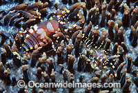 Shrimp on Corallimorph Photo - Gary Bell