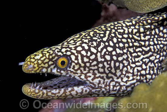 Spotted Moray Eel Gymnothorax isingteena photo Spotted Moray Eel Gymnothorax isingteena photo