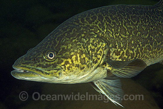 Eastern Freshwater Cod (Maccullochella ikei). Also known as the Clarence River Cod. Mann River, Grafton, New South Wales, Australia. Listed as Endangered Species on the IUCN Red List. Photo - Gary Bell Eastern Freshwater Cod (Maccullochella ikei). Also known as the Clarence River Cod. Mann River, Grafton, New South Wales, Australia. Listed as Endangered Species on the IUCN Red List. Photo - Gary Bell