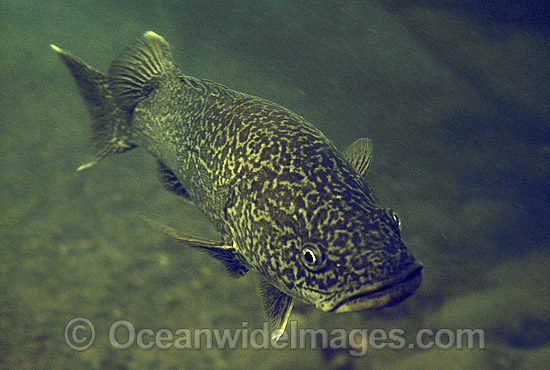 Eastern Freshwater Cod Maccullochella ikei photo Eastern Freshwater Cod Maccullochella ikei photo