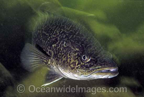 Clarence River Cod Maccullochella ikei photo