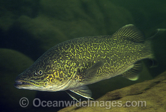Eastern Freshwater Cod Maccullochella ikei photo Eastern Freshwater Cod Maccullochella ikei photo