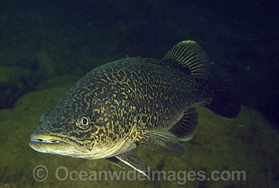 Eastern Freshwater Cod (Maccullochella ikei). Also known as the Clarence River Cod. Mann River, Grafton, New South Wales, Australia. Listed as Endangered Species on the IUCN Red List. Photo - Gary Bell Eastern Freshwater Cod (Maccullochella ikei). Also known as the Clarence River Cod. Mann River, Grafton, New South Wales, Australia. Listed as Endangered Species on the IUCN Red List. Photo - Gary Bell