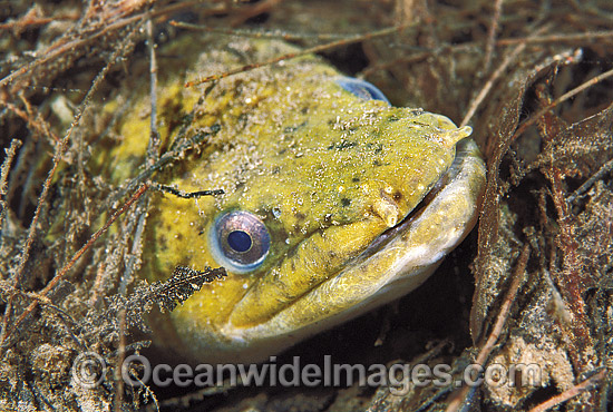 Long-finned Eel (Anguilla reinhardtii). Upper Bellinger River, Blackwood, New South Wales, Australia Photo - Gary Bell Long-finned Eel (Anguilla reinhardtii). Upper Bellinger River, Blackwood, New South Wales, Australia Photo - Gary Bell