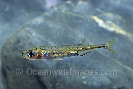 Australian Smelt (Retropinna semoni). Never Never River, Dorrigo Plateau, New South Wales, Australia Photo - Gary Bell Australian Smelt (Retropinna semoni). Never Never River, Dorrigo Plateau, New South Wales, Australia Photo - Gary Bell