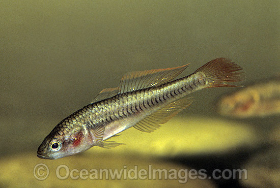 Firetail Gudgeon (Hypseleotris galii). Lake Hiawatha, Wooli, New South Wales, Australia Photo - Gary Bell Firetail Gudgeon (Hypseleotris galii). Lake Hiawatha, Wooli, New South Wales, Australia Photo - Gary Bell