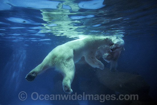 Polar Bear (Ursus maritimus) swimming underwater. North Pole region. Classified Vulnerable on the IUCN Red List. Photo - Gary Bell Polar Bear (Ursus maritimus) swimming underwater. North Pole region. Classified Vulnerable on the IUCN Red List. Photo - Gary Bell