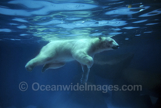 Polar Bear (Ursus maritimus) swimming underwater. North Pole region. Classified Vulnerable on the IUCN Red List. Photo - Gary Bell Polar Bear (Ursus maritimus) swimming underwater. North Pole region. Classified Vulnerable on the IUCN Red List. Photo - Gary Bell
