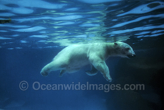 Polar Bear Ursus maritimus photo Polar Bear Ursus maritimus photo