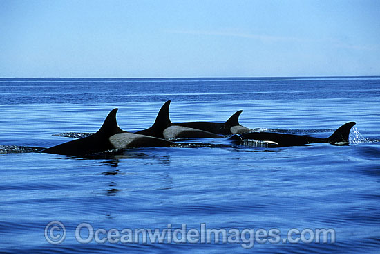 Orca or Killer Whales (Orcinus orca). Indo-Pacific. Listed as Lower Risk on the IUCN Red List. Photo - Lin Sutherland