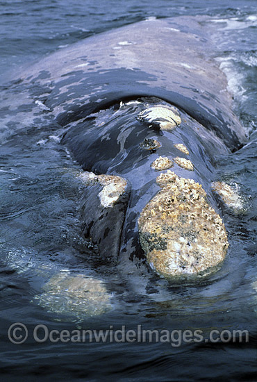 Southern Right Whale showing callosities photo