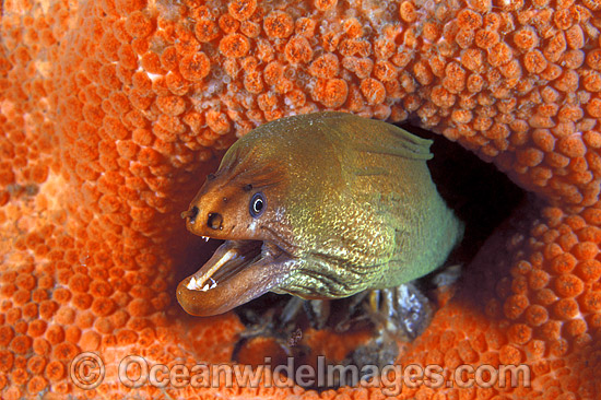 Green Moray Eel in sponge photo Green Moray Eel in sponge photo