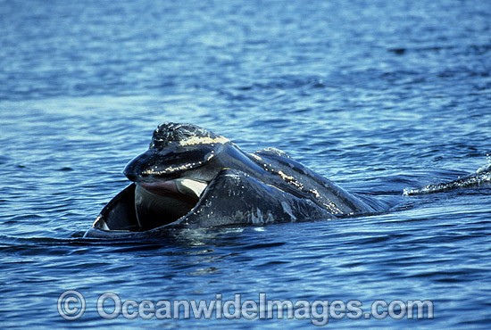 Southern Right Whale with mouth agape photo