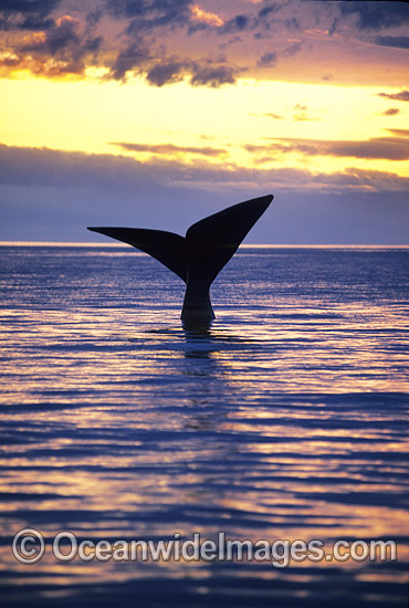 Southern Right Whale tail fluke during sunset photo