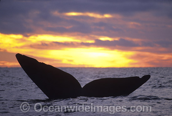 Southern Right Whale tail fluke during sunset photo