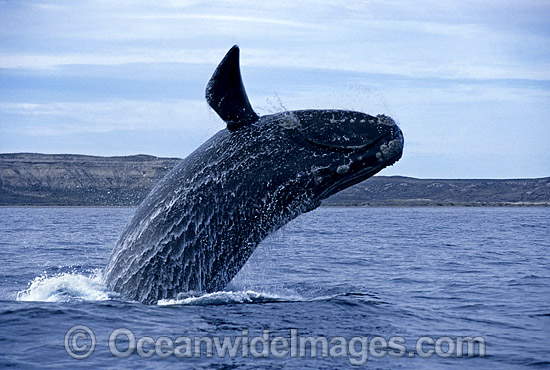 Southern Right Whale breaching photo