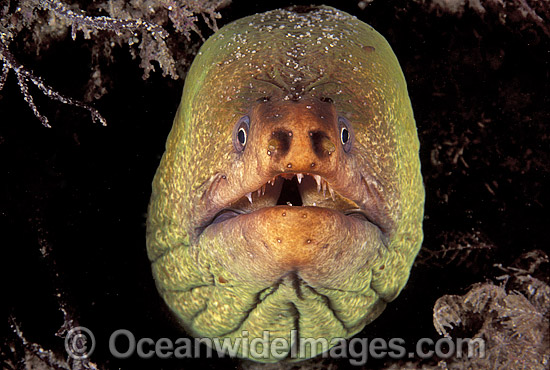 Green Moray Eel Gymnothorax prasinus photo