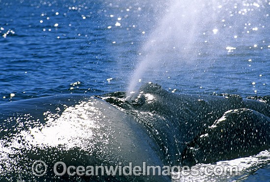 Southern Right Whale expelling air from blowhole photo