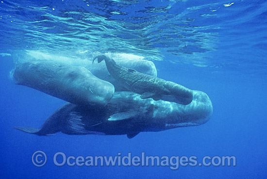 Sperm Whale (Physeter macrocephalus). Mother with newborn calf. Indo-Pacific. Classified as Vulnerable on the IUCN Red List. Photo - Lin Sutherland