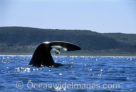 Southern Right Whale tail fluke photo