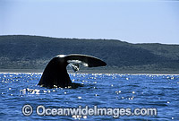 Southern Right Whale tail fluke Photo - Lin Sutherland